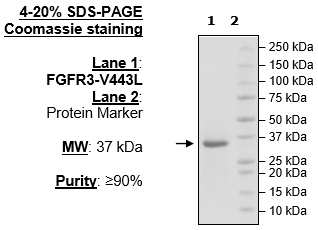 FGFR3 (V443L), His-Tag Recombinant – Figure 1 of 2