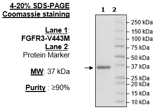 FGFR3 (V443M), His-Tag Recombinant – Figure 1 of 2