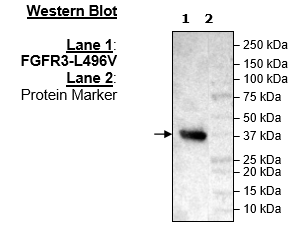 FGFR3 (L496V), His-Tag Recombinant – Figure 1 of 2