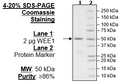 Wee1, FLAG-Tag Recombinant – Figure 1 of 1