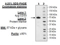 CD33, Fc Fusion, Avi-tag Recombinant – Figure 1 of 1
