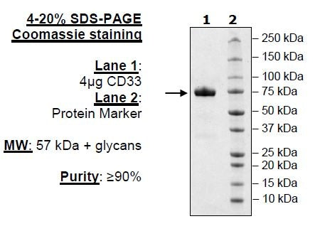CD33, Fc Fusion, Avi-tag Recombinant – Figure 1 of 1