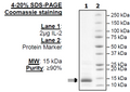 IL-2 (R58A, F62A, Y65A, E82A, C145A) (Woodchuck) Recombinant – Figure 1 of 1