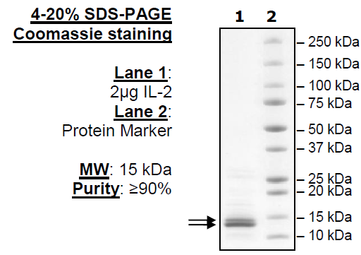 IL-2 (R58A, F62A, Y65A, E82A, C145A) (Woodchuck) Recombinant – Figure 1 of 1