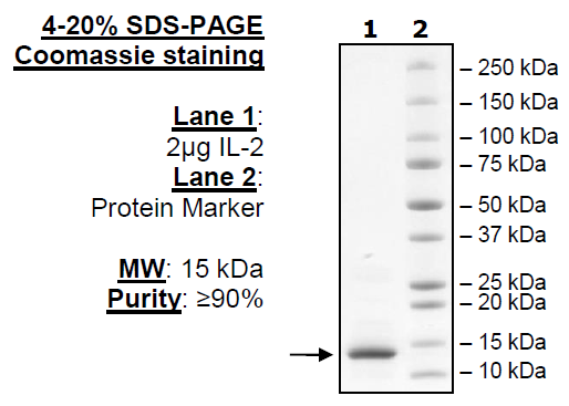 IL-2 (R58D, K63E, E81R, C146A) (Woodchuck) Recombinant – Figure 1 of 1