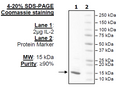IL-2 (C145A) Recombinant – Figure 1 of 1