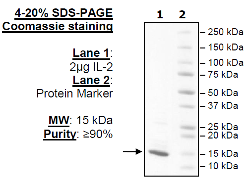 IL-2 (C145A) Recombinant – Figure 1 of 1