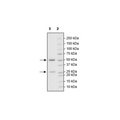 Anti-CD28 Agonist Antibody – Figure 1 of 2