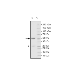 Anti-CD28 Agonist Antibody – Figure 1 of 2