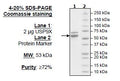 USP9X, His-tag, FLAG-tag Recombinant – Figure 1 of 1