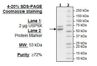 USP9X, His-tag, FLAG-tag Recombinant – Figure 1 of 1