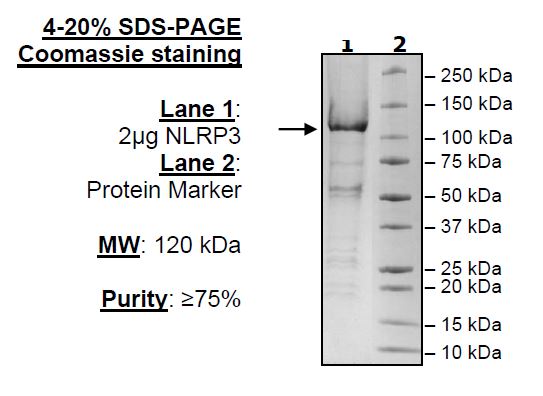 NLRP3 (NALP3), His-Flag-Tags Recombinant – Figure 1 of 1