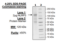 NLRP3 (NALP3) (GKT(231-233)AAA), His-Flag-Tags (HEK293-derived) Recombinant – Figure 1 of 1