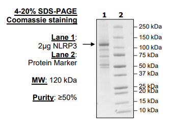 NLRP3 (NALP3) (GKT(231-233)AAA), His-Flag-Tags (HEK293-derived) Recombinant – Figure 1 of 1