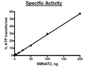NMNAT2, His-Tag Recombinant – Figure 1 of 2
