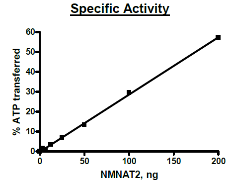 NMNAT2, His-Tag Recombinant – Figure 1 of 2