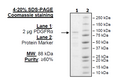 PDGFRα (D842I), GST-Tag Recombinant – Figure 1 of 1