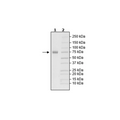 TNFR2, Fc-Fusion (IgG1), His-Avi-Tag, Biotin-labeled Recombinant – Figure 1 of 1