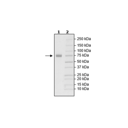 TNFR2, Fc-Fusion (IgG1), His-Avi-Tag, Biotin-labeled Recombinant – Figure 1 of 1