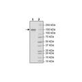Cas9, His-tag (S. pyogenes) Recombinant – Figure 1 of 2