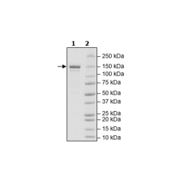 Cas9, His-tag (S. pyogenes) Recombinant – Figure 1 of 2