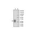 CD83, Avi-His-Tag, Biotin-Labeled HiP™ Recombinant – Figure 1 of 3