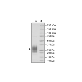 CD83, Avi-His-Tag, Biotin-Labeled HiP™ Recombinant – Figure 1 of 3