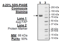 FAP, His-Tag (Mouse) Recombinant – Figure 1 of 1