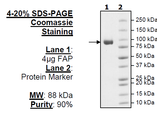 FAP, His-Tag (Mouse) Recombinant – Figure 1 of 1