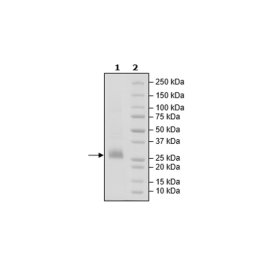 CD70 His-Avi-Tag, Biotin-Labeled Recombinant – Figure 1 of 2