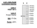 HSD17B13, FLAG-Tag Recombinant – Figure 1 of 2