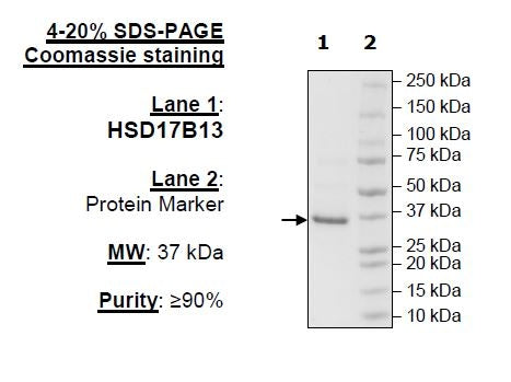 HSD17B13, FLAG-Tag Recombinant – Figure 1 of 2