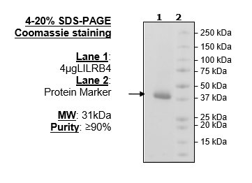 LILRB4, Avi-His-Tag, HiP™ Recombinant – Figure 1 of 2