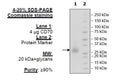 CD70, His-Avi-Tag Recombinant – Figure 1 of 3