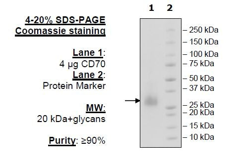 CD70, His-Avi-Tag Recombinant – Figure 1 of 3