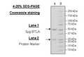 Anti-BTLA Neutralizing Antibody – Figure 1 of 3