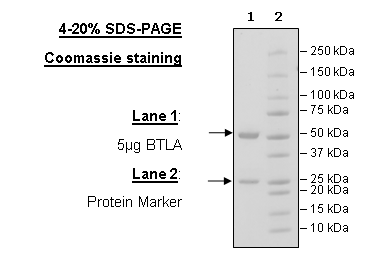 Anti-BTLA Neutralizing Antibody – Figure 1 of 3