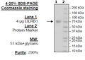 LILRA1, Avi-His Tag Recombinant – Figure 1 of 1