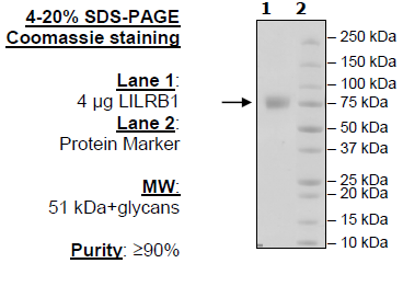 LILRA1, Avi-His Tag Recombinant – Figure 1 of 1