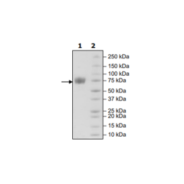 LILRA1, Avi-His Tag, Biotin-labeled Recombinant – Figure 1 of 1