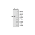 CD27, Fc Fusion (IgG1) Avi-Tag, Biotin Labeled Recombinant – Figure 1 of 1