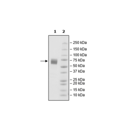 CD27, Fc Fusion (IgG1) Avi-Tag, Biotin Labeled Recombinant – Figure 1 of 1