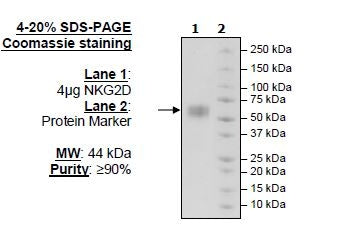 NKG2D, Avi-Tag, Fc fusion Recombinant – Figure 1 of 1