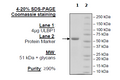 ULBP1/NKG2DL1, Fc-Fusion (IgG1) Avi-Tag Recombinant – Figure 1 of 1