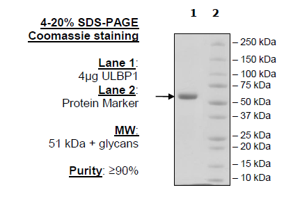 ULBP1/NKG2DL1, Fc-Fusion (IgG1) Avi-Tag Recombinant – Figure 1 of 1