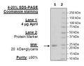 APRIL, His-Avi-Tag Recombinant – Figure 1 of 1