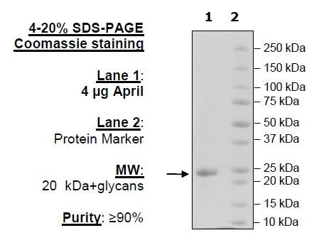 APRIL, His-Avi-Tag Recombinant – Figure 1 of 1