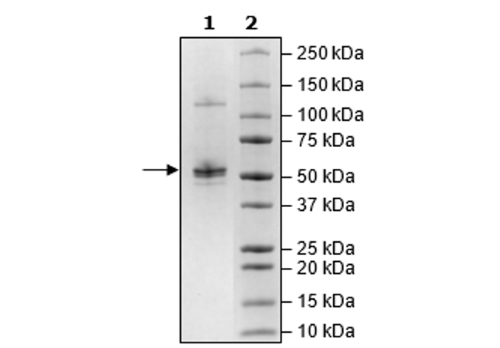 Cereblon, FLAG-Tag Recombinant – Figure 1 of 2