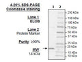 Elob, FLAG-Tag Recombinant – Figure 1 of 1