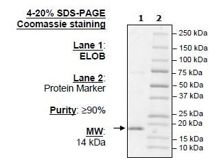 Elob, FLAG-Tag Recombinant – Figure 1 of 1